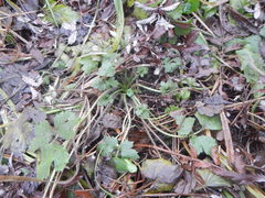 Ranunculus repens
