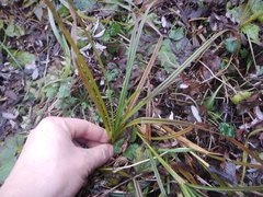 Carex