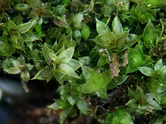 Ptychostomum moravicum