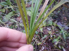 Carex