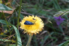Turneriprocris dolens