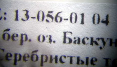 Camponotus turkestanus