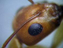 Camponotus turkestanus