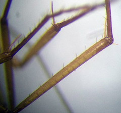 Camponotus turkestanus