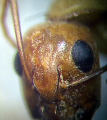 Camponotus turkestanus