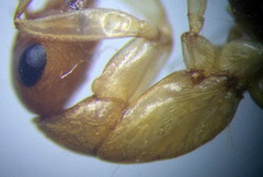 Camponotus turkestanus