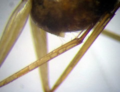 Camponotus turkestanus