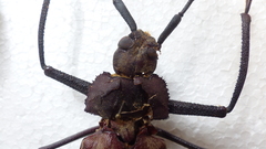 Xixuthrus domingoensis