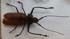 Xixuthrus domingoensis