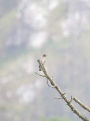 Prodotiscus regulus