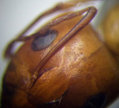 Camponotus turkestanus