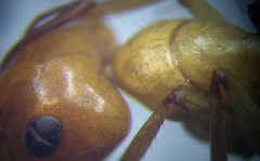 Camponotus turkestanus