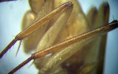 Camponotus turkestanus