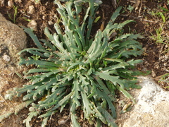 Plantago macrorhiza