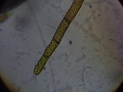 Ptychostomum moravicum