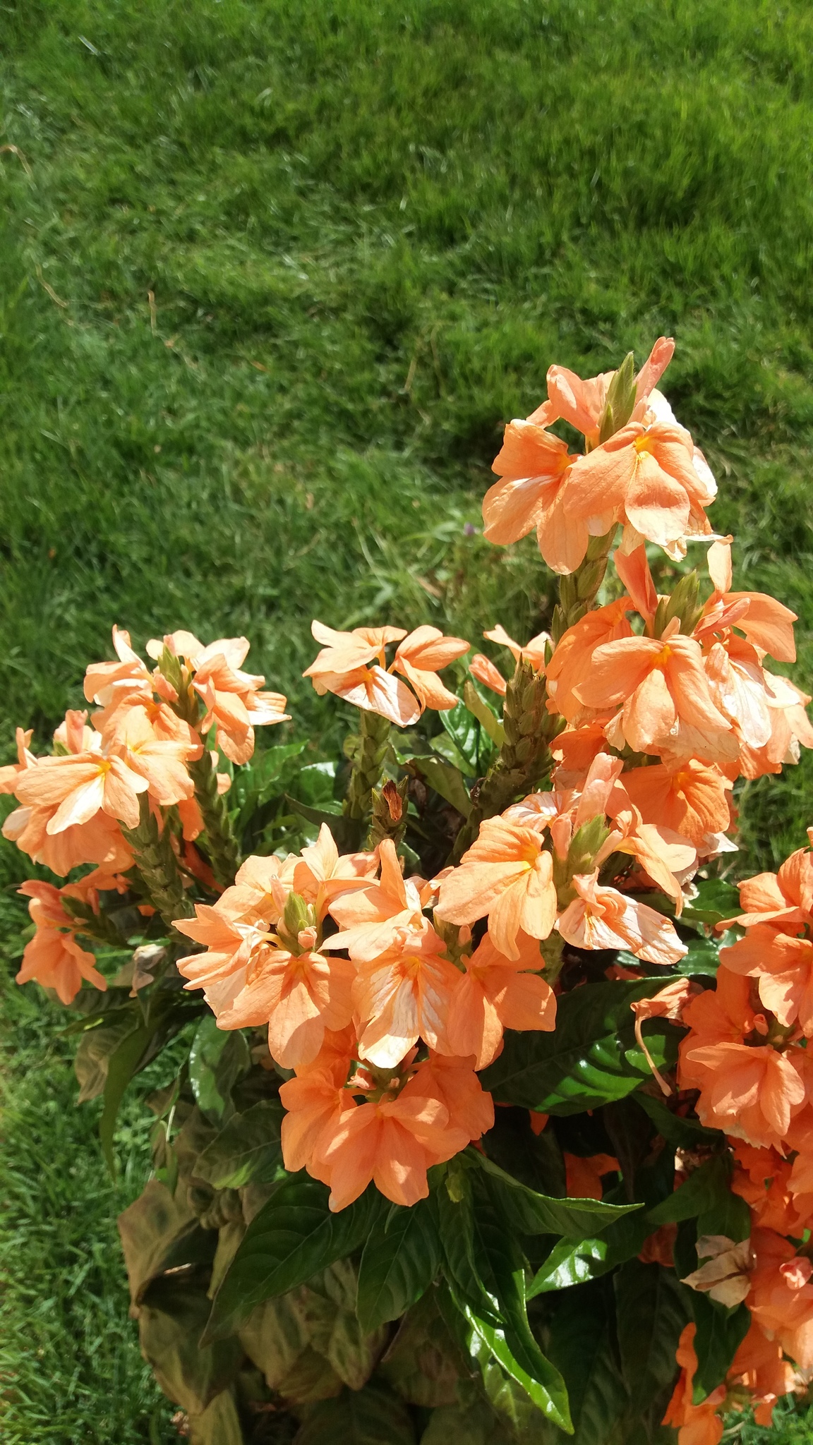 Crossandra infundibuliformis