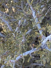 Coleogyne ramosissima