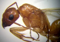 Camponotus turkestanus