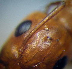 Camponotus turkestanus