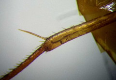 Camponotus turkestanus