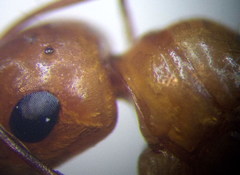 Camponotus turkestanus