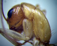 Camponotus turkestanus