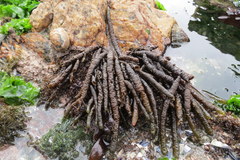 Splachnidium rugosum