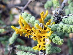 Dufourea flammea
