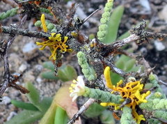 Dufourea flammea