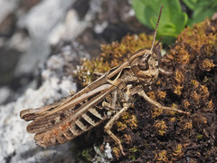 Omocestus haemorrhoidalis