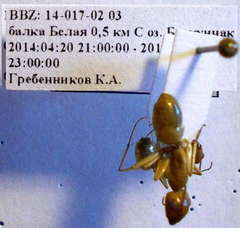 Camponotus turkestanus