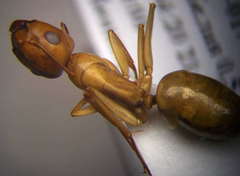 Camponotus turkestanus