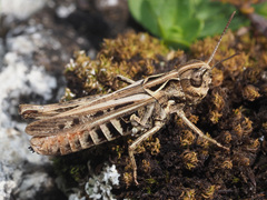 Omocestus haemorrhoidalis