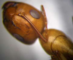 Camponotus turkestanus