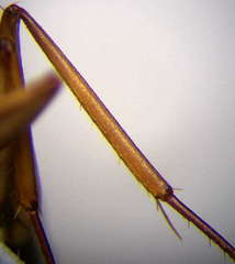 Camponotus turkestanus