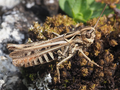 Omocestus haemorrhoidalis