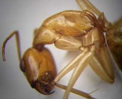 Camponotus turkestanus