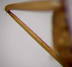 Camponotus turkestanus