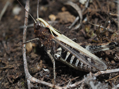 Omocestus haemorrhoidalis