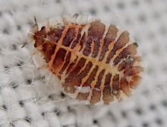 Crypturaphis grassii