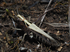 Omocestus haemorrhoidalis