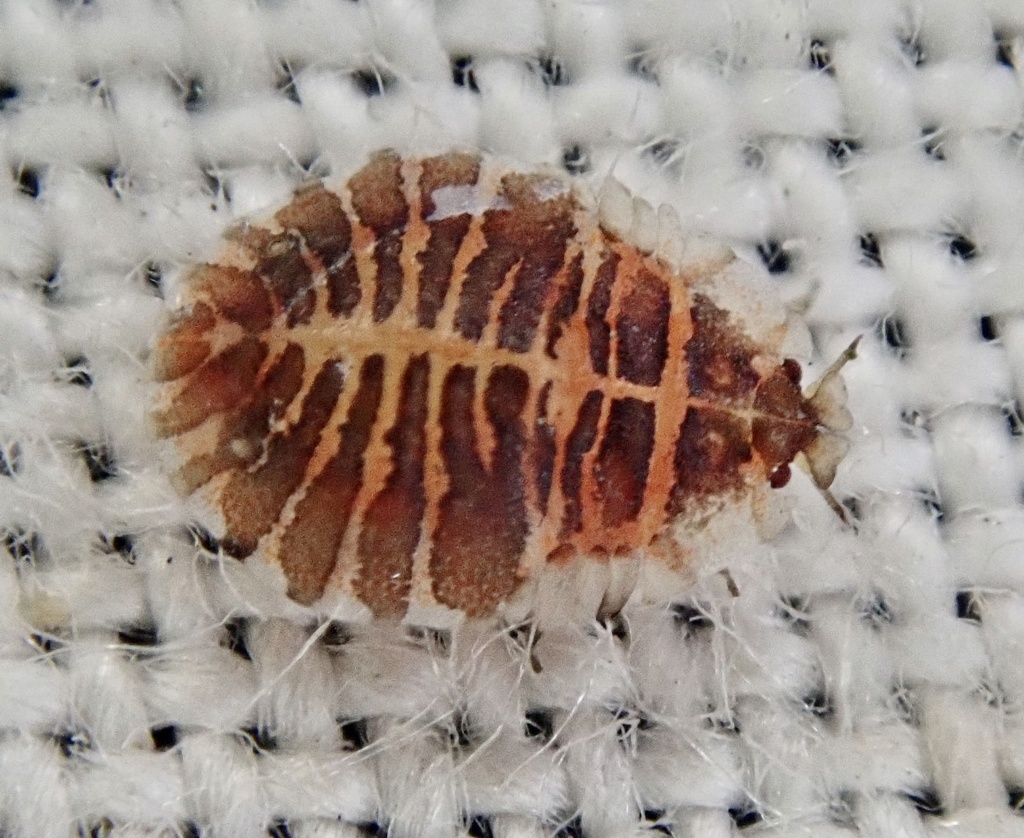 Italian Alder Aphid