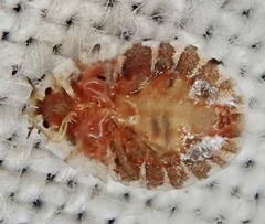 Crypturaphis grassii
