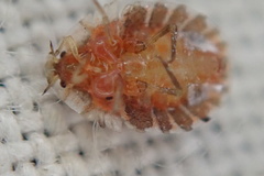 Crypturaphis grassii