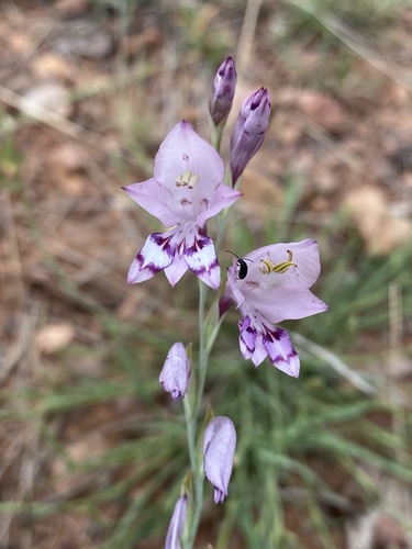 Gladiolus oatesii