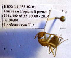 Camponotus turkestanus