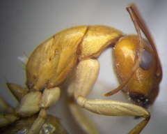 Camponotus turkestanus