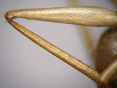 Camponotus turkestanus