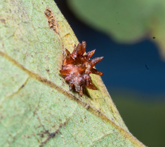 Cynips quercusechinus
