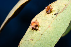 Cynips quercusechinus